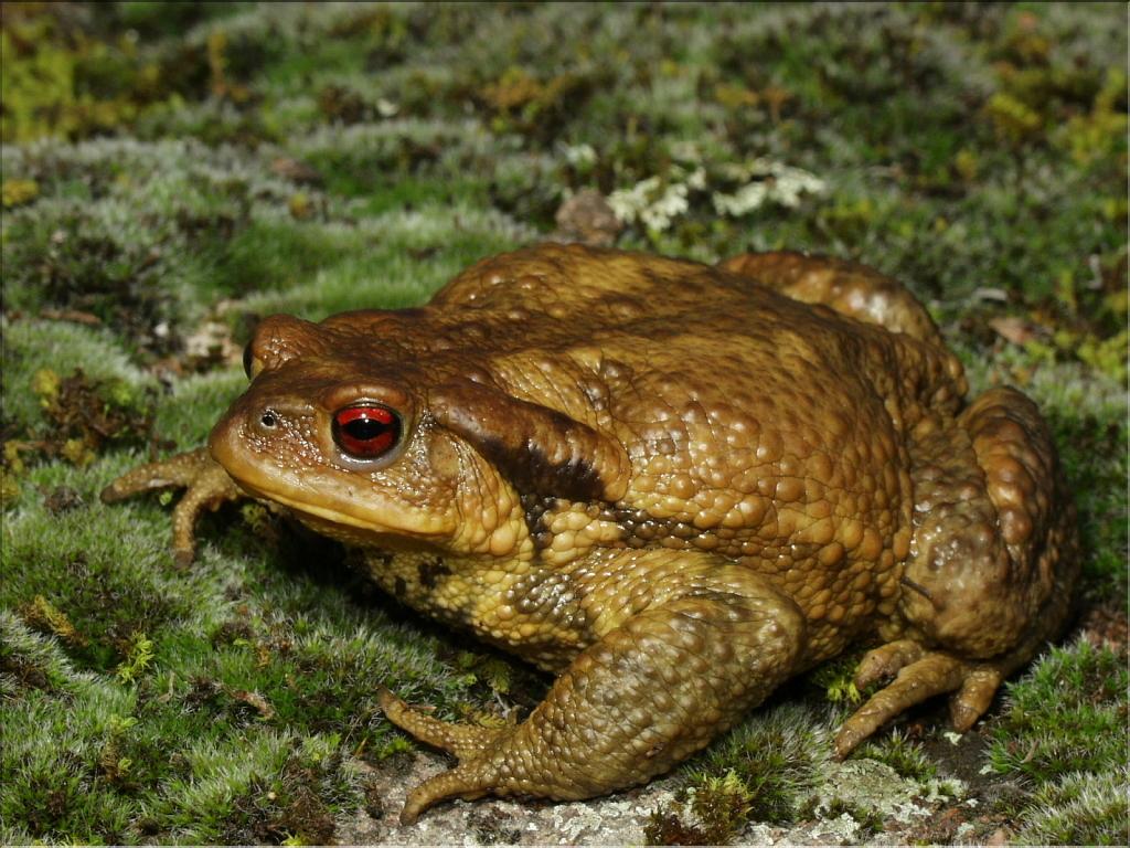 Bufo bufo