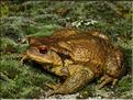 Bufo bufo