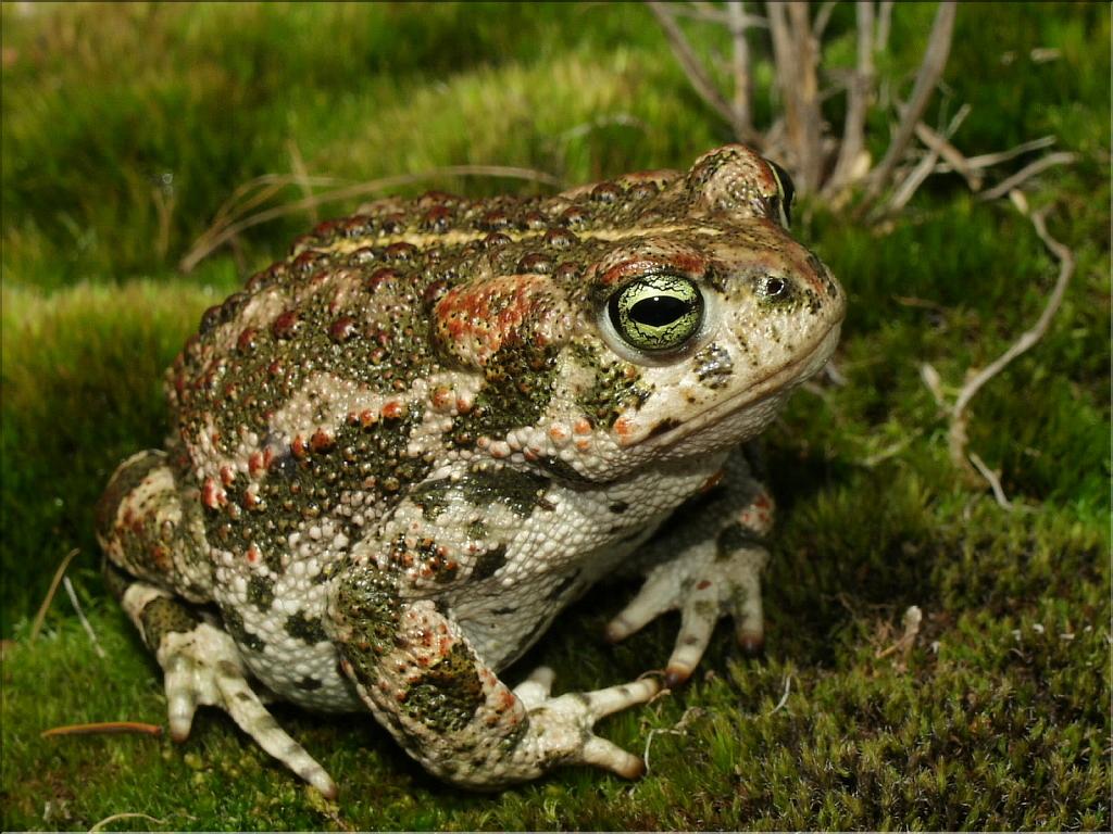Bufo calamita
