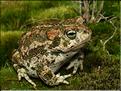 Bufo calamita