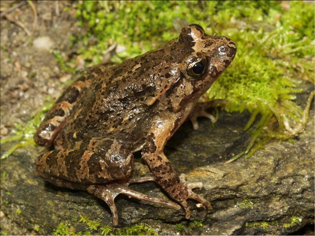 Discoglossus sardus