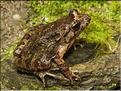 Discoglossus sardus