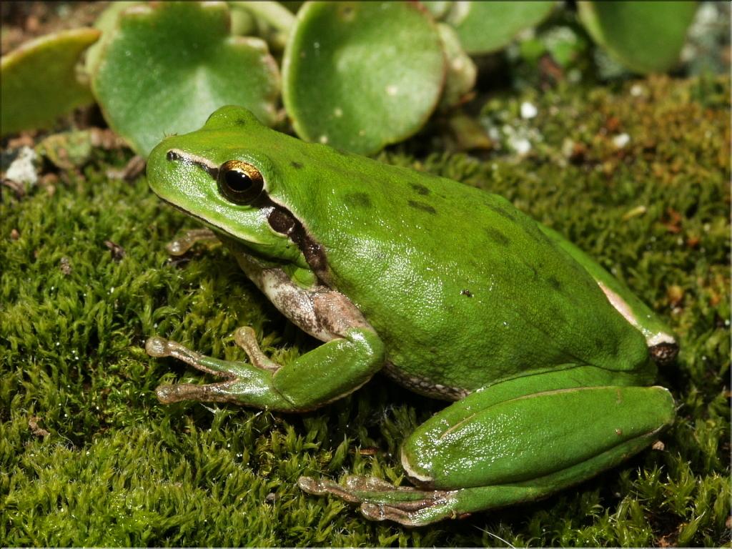Hyla meridionalis