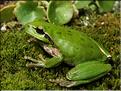 Hyla meridionalis