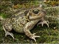 Pelobates cultripes