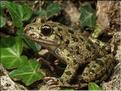 Pelodytes punctatus