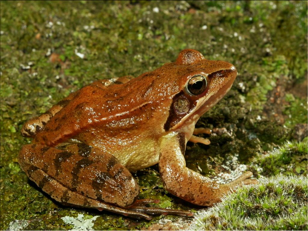 Rana dalmatina