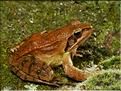 Rana dalmatina