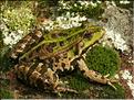 Rana ridibunda