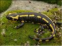 Salamandra salamandra terrestris