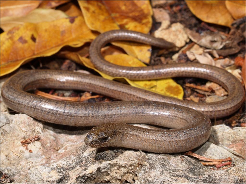 Anguis fragilis