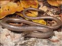 Anguis fragilis