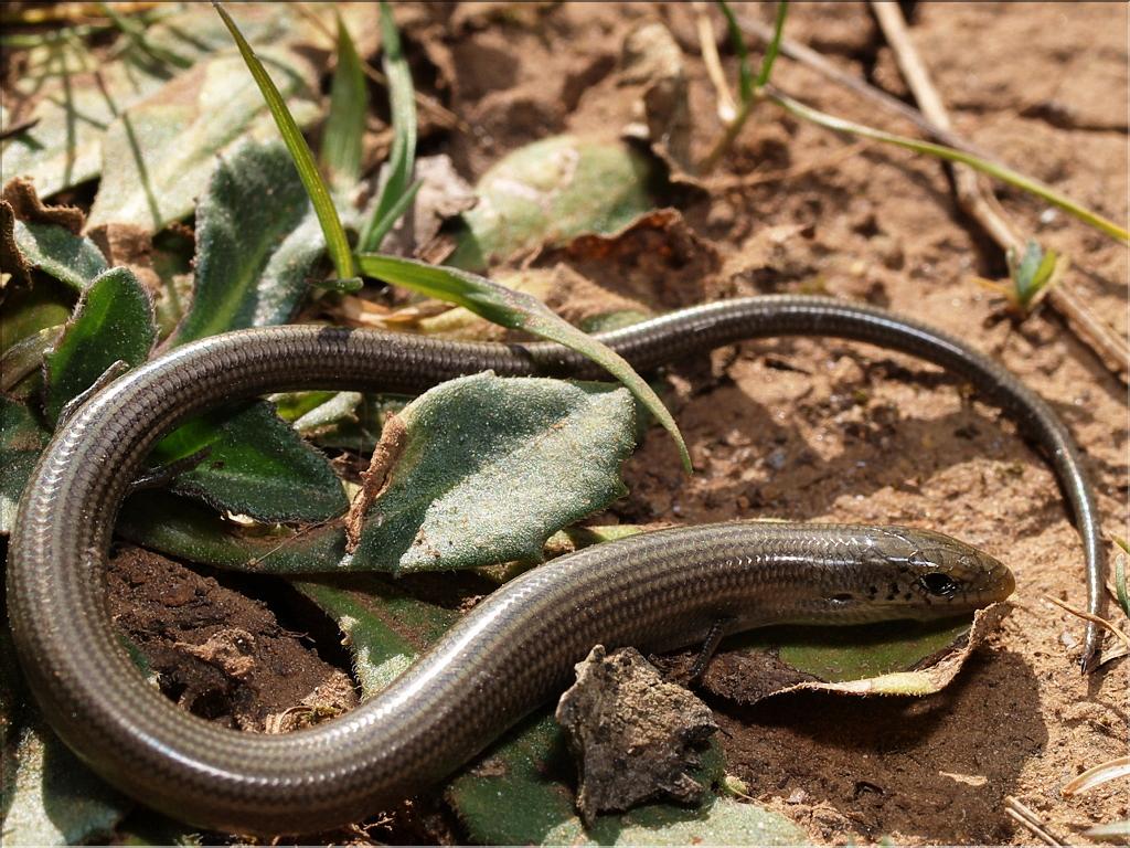 Chalcides striatus