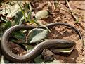 Chalcides striatus