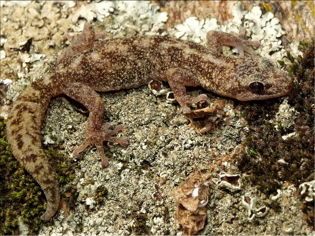 Euleptes europaea 1