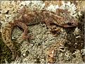 Euleptes europaea 1