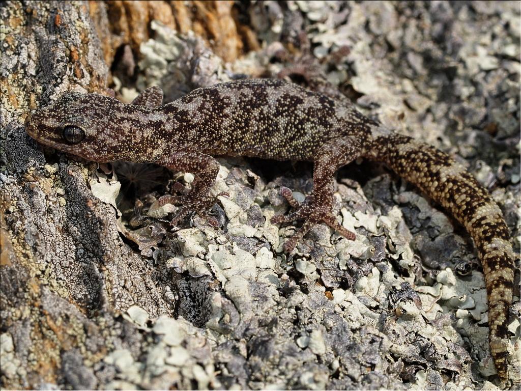 Euleptes europaea 2