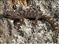 Euleptes europaea 2