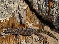 Euleptes europaea 3