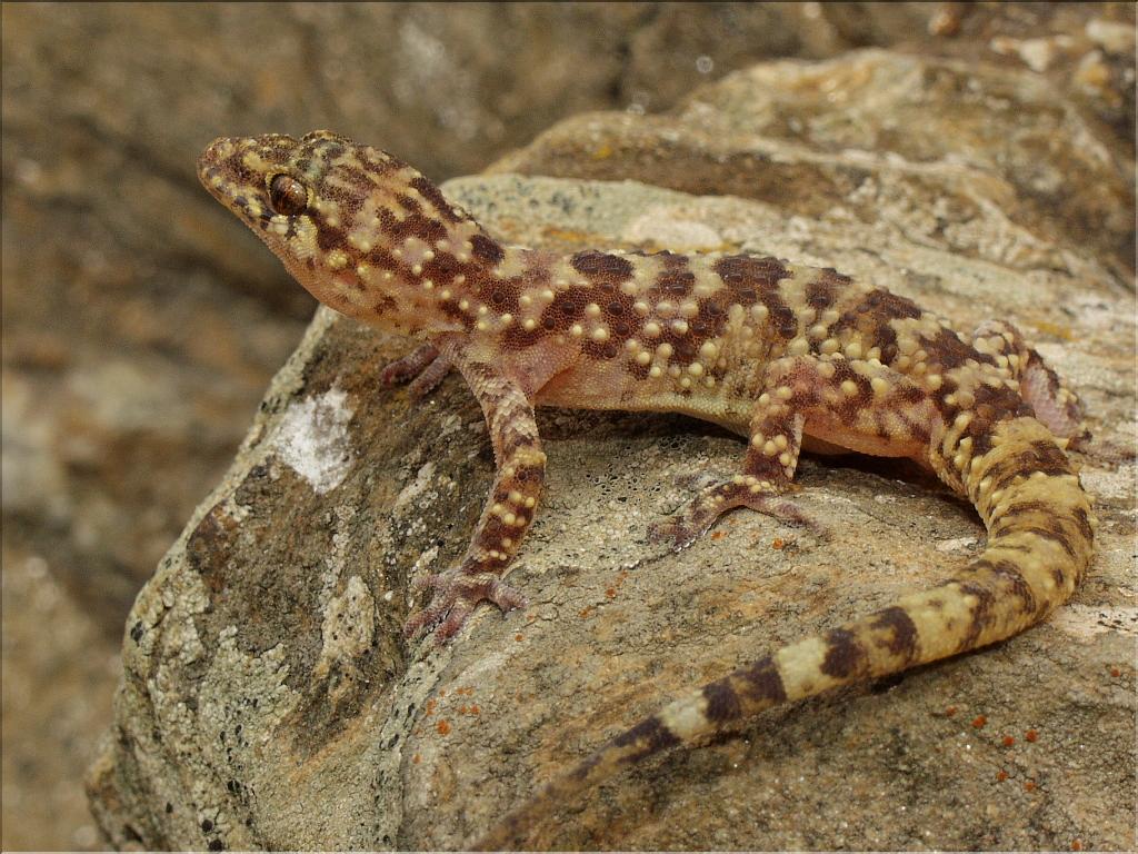 Hemidactylus turcicus