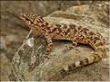 Hemidactylus turcicus