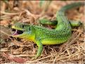 Lacerta bilineata 1