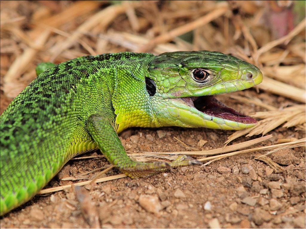Lacerta bilineta 2