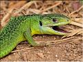 Lacerta bilineta 2