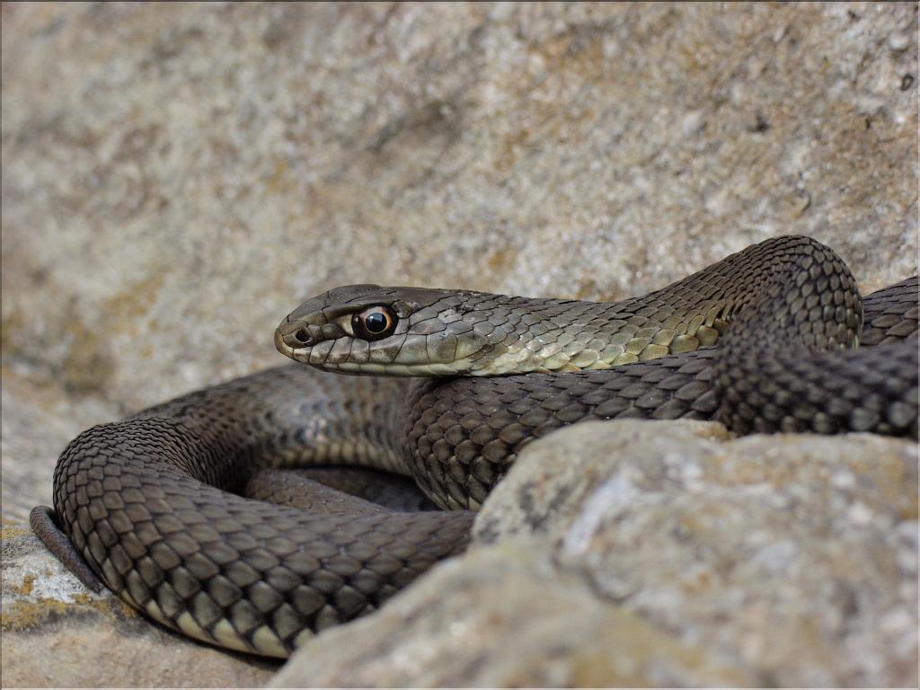 Malpolon monspessulanus 1