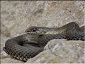 Malpolon monspessulanus 1