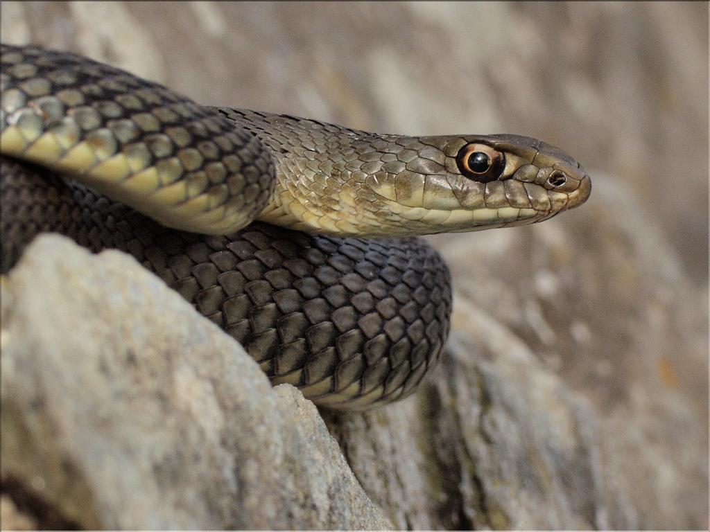 Malpolon monspessulanus 2