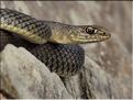 Malpolon monspessulanus 2