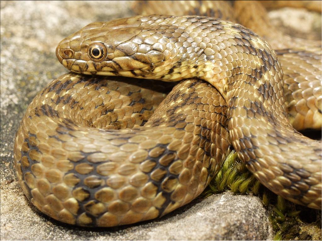Natrix maura