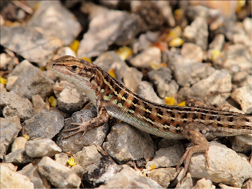 Psammodromus hispanicus