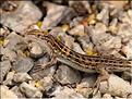 Psammodromus hispanicus