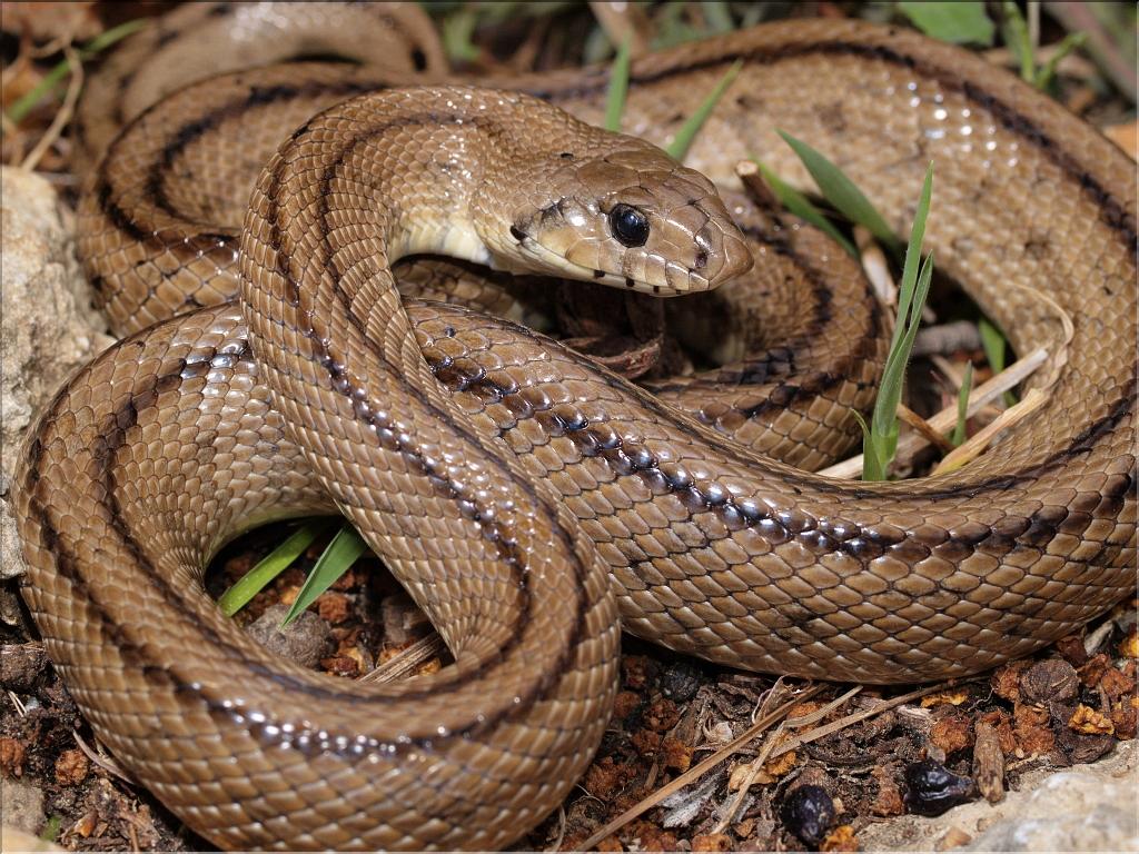 Rhinechis scalaris 1