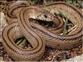 Rhinechis scalaris 1
