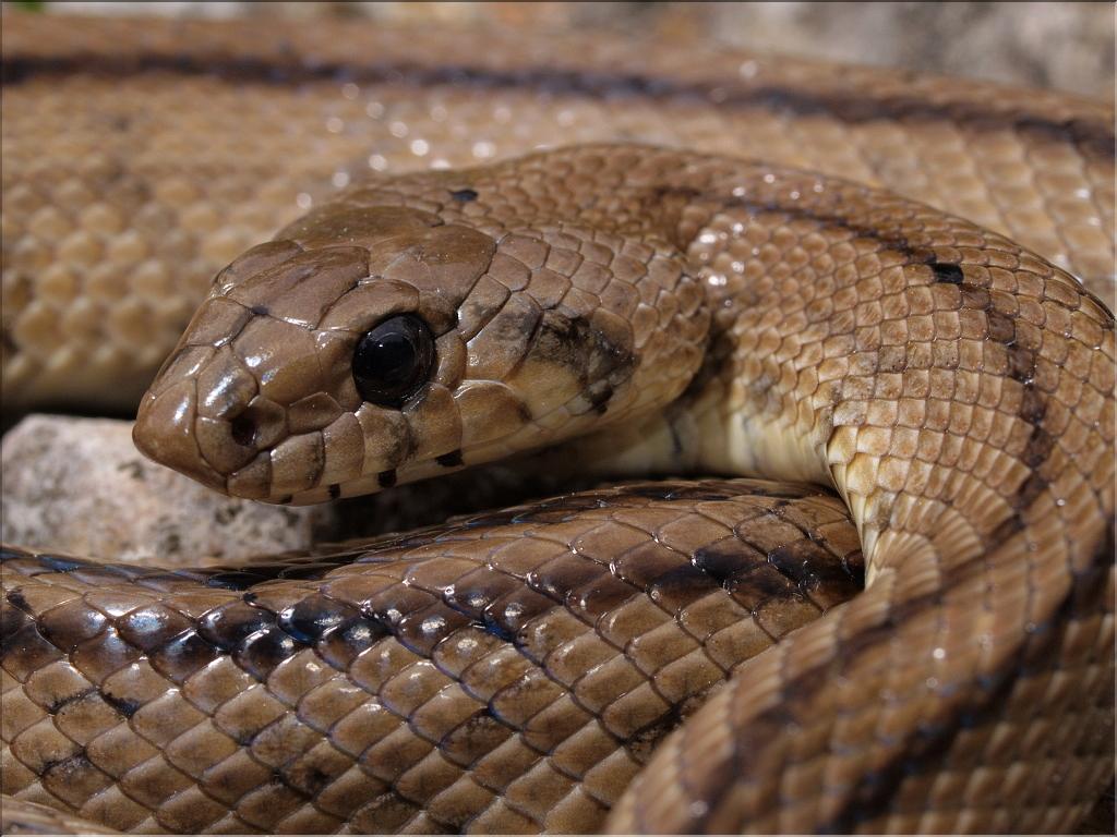 Rhinechis scalaris 2