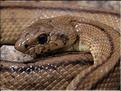 Rhinechis scalaris 2
