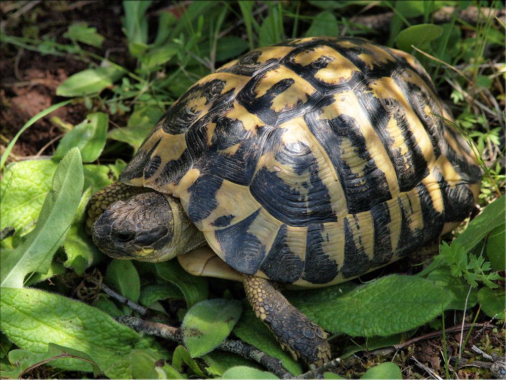 Testudo hermanni