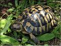 Testudo hermanni
