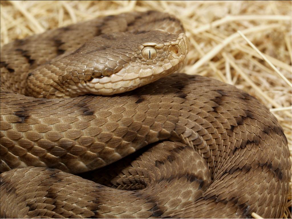 Vipera aspis 1