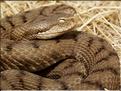 Vipera aspis 1