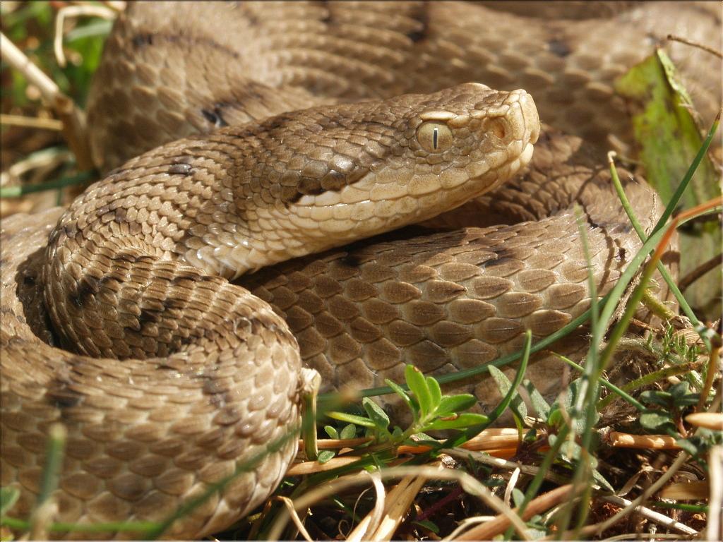 Vipera aspis 2