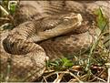 Vipera aspis 2