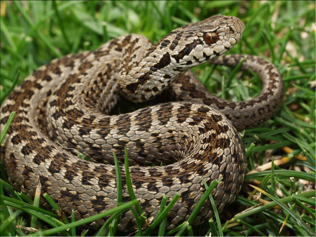 Vipera ursinii