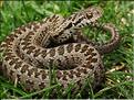 Vipera ursinii